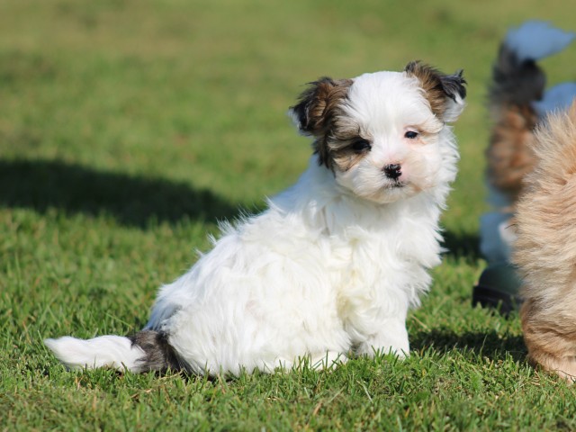Boomer pups (klik hier voor meer informatie)