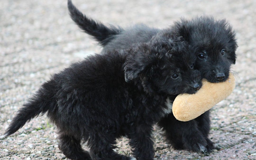 Medium Doodle pups (Klik hier voor meer informatie)