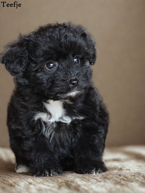 Medium Doodle pups (Klik hier voor meer informatie)