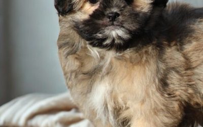 Boomer pups (klik hier voor meer informatie)