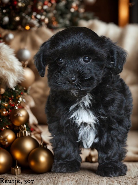 Boomer pups (klik hier voor meer informatie)