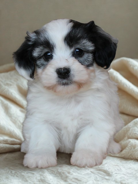 Boomer pups (klik hier voor meer informatie)