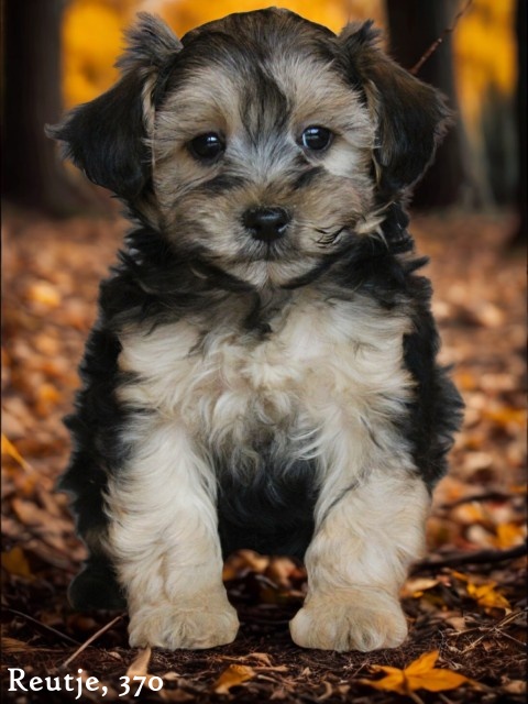 Morkie pup, reutje (klik hier voor meer informatie)