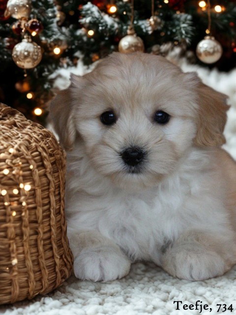 Boomer pups (klik hier voor meer informatie)