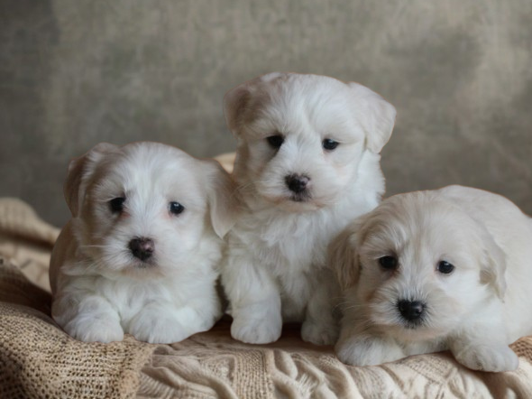 Boomer pups (Klik hier voor meer informatie)