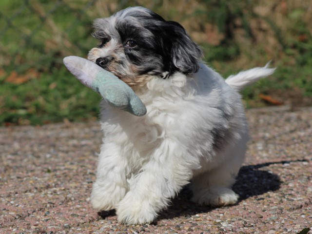 Boomer pups (Klik hier voor meer informatie)