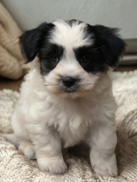 Boomer pups (Klik hier voor meer informatie)