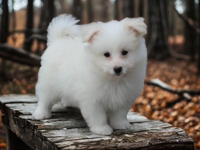 Kruising Sheltie pup, reutje (klik hier voor meer informatie)