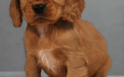 Cockalier pups (klik hier voor meer informatie)