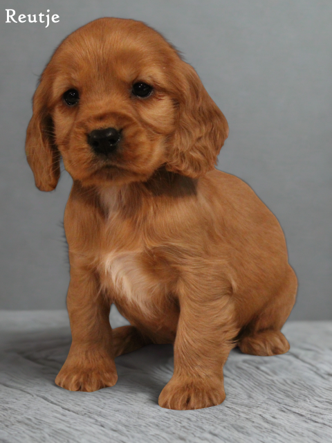 Cockerlier pups (klik hier voor meer informatie)