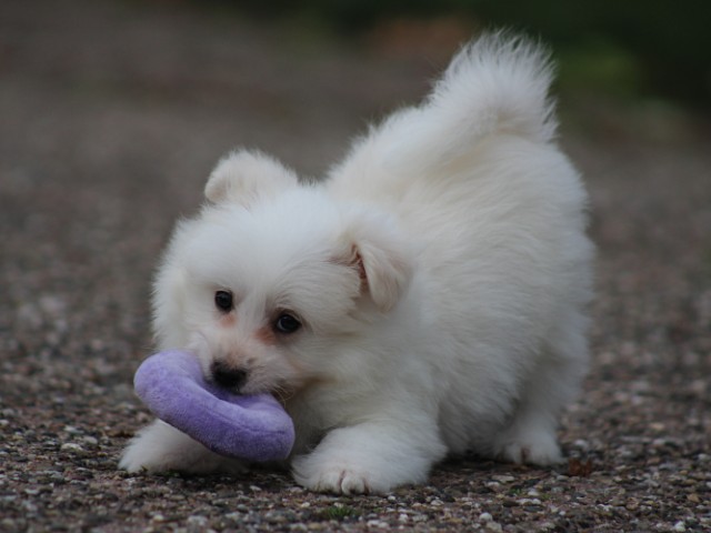 Kruising Sheltie pup, reutje (klik hier voor meer informatie)