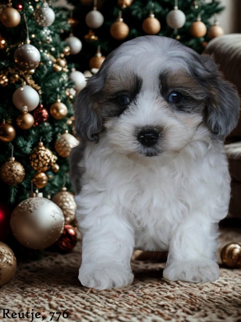 Boomer pups (Klik hier voor meer informatie)