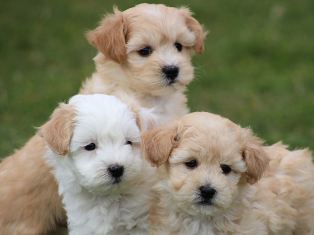 Maltipoo pups (klik hier voor meer informatie)