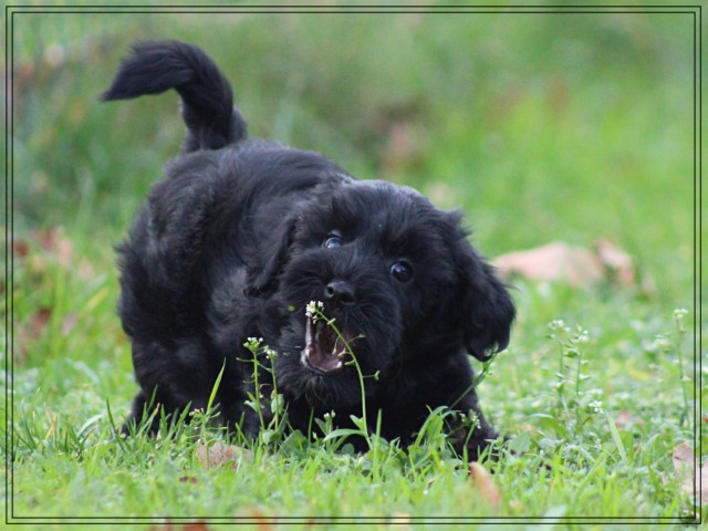 Mini Doodle pup, reutje (klik hier voor meer informatie)