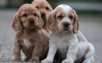 Cockalier pups (klik hier voor meer informatie)