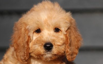 Cockapoo pup, teefje (Klik hier voor meer informatie)
