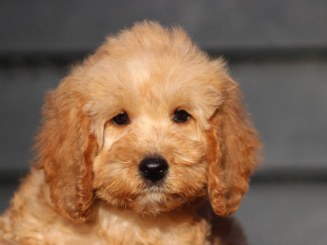 Cockapoo pup, teefje (Klik hier voor meer informatie)