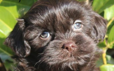 Minidoodle pups (Klik hier voor meer informatie)