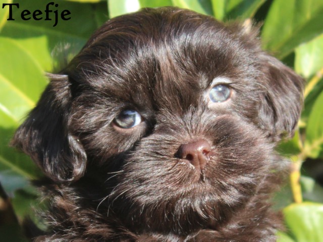 Minidoodle pups (Klik hier voor meer informatie)