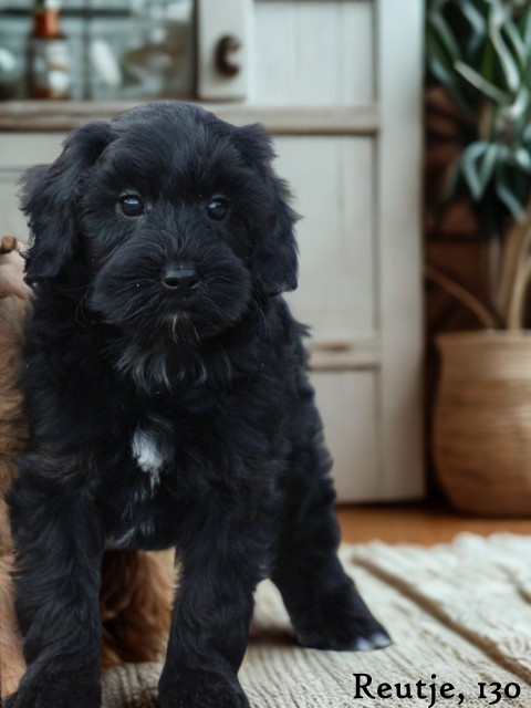 Mini Doodle pups (klik hier voor meer informatie)