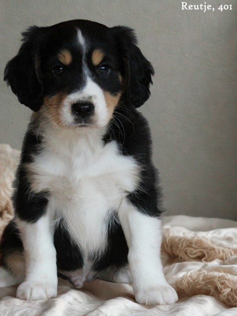 Sheltie X Cavalier King Charles spaniël pups (voor meer informatie klik hier)