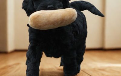 Cockapoo pups (klik hier voor meer informatie)