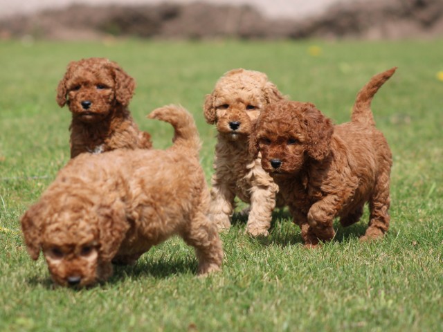 Cockapoo pups (klik hier voor meer informatie)