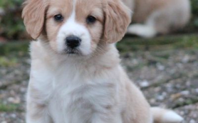 Sheltie X Cavalier King Charles spaniël pups (voor meer informatie klik hier)