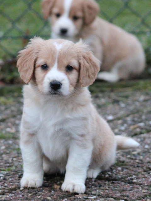 Sheltie X Cavalier King Charles spaniël pups (voor meer informatie klik hier)