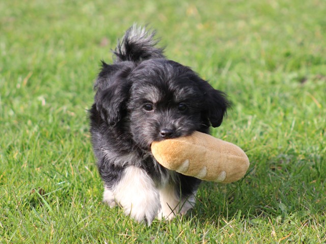 Boomer pups, Reutjes. (Klik hier voor meer informatie)