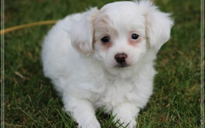 Boomer pup, reutje (Klik hier voor meer informatie)