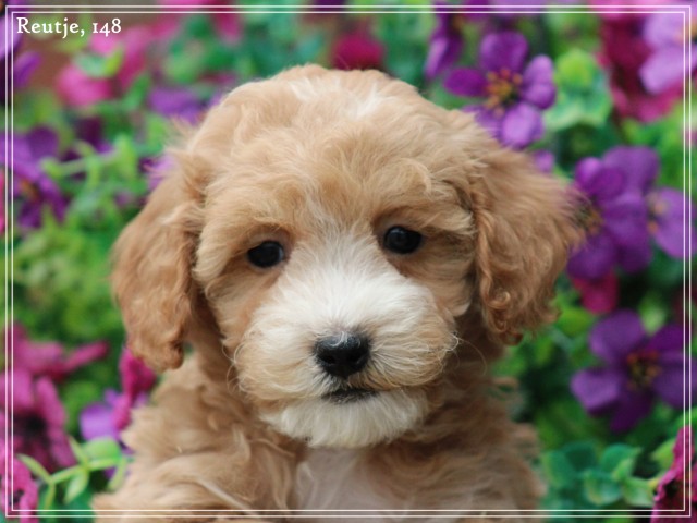 Maltipoo pups (klik hier voor meer informatie)